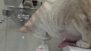 the cat drinks water from the tap