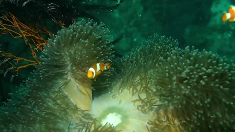 Clown Fish Swimming Inside the Corals