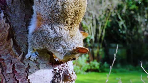 Hungry Squirrel Eating Nuts In A Tree