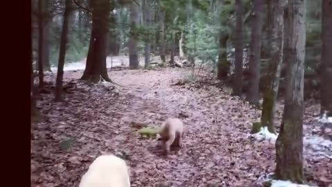 Cute cute dog kids are playing in the forest.