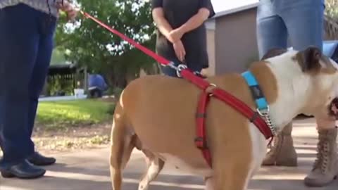 Woman Sobs When She’s Reunited With Service Dog Who Was Stolen And Left For Dead 3 Years Ago