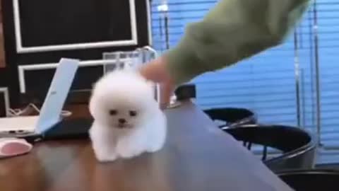 Smallest cute dogs in the Planet