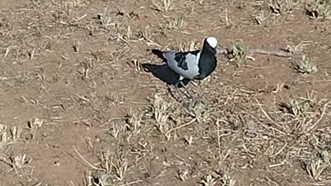 Eggs of this birth looks like rocks, it makes a very annoying sound as I get closer