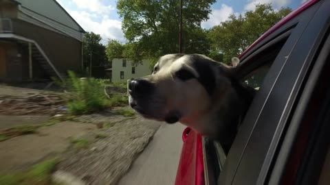 A cute dog rides in the car with his head out the window