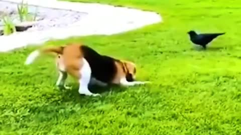 Mischievous cats and dogs create havoc