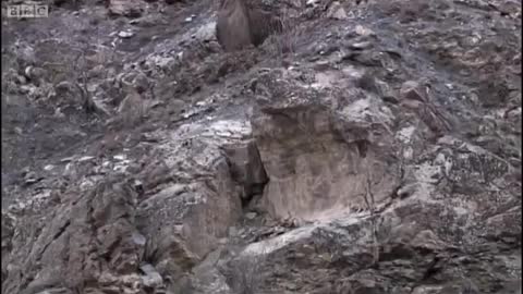 Mother and Cub Snow Leopard Behaviour | Snow Leopard: Beyond the Myth | BBC Earth