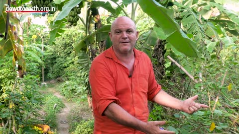 This is an incredible natural food forest grown in Auroville, Tamil Nadu, India