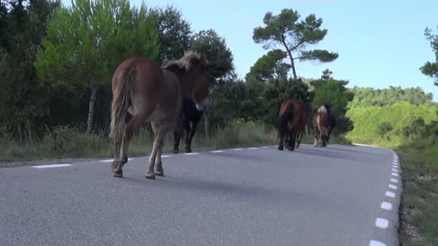 Wild horses get in the way Wow, how wonderful it's