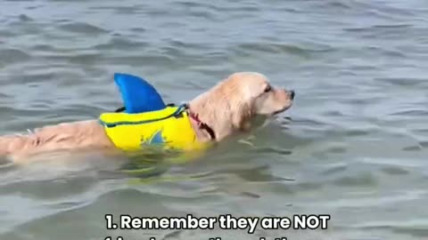 How to Survive a Shark Attack 🦈🐕