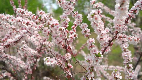 Spring roses-Beautiful-Flowers