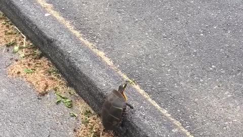 Girl On Scooter Races Turtle Until The Turtle Tries To Climb A Street Curb