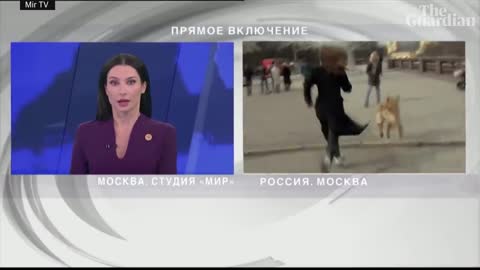 Dog interrupts live weather report in Moscow borrowing journalist's microphone