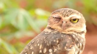 burrowing owl