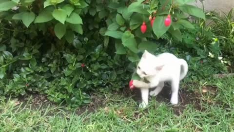 My cutest cat wants to pluck the fruit