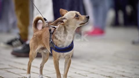 Little dog at animal cruelty protest. animal rights. stock video