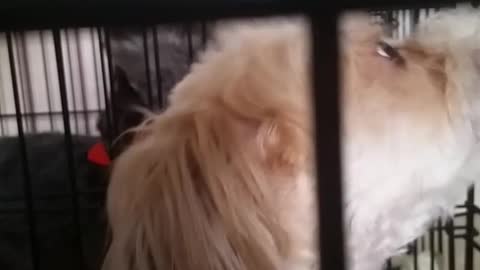 Two fluffy dogs wearing red and green bandanas in cages howl