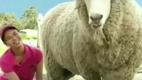 Sheep getting tickled