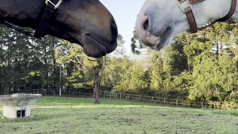 Horses Have a Noisy Introduction