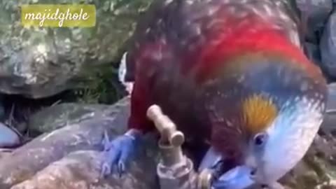 Cute parrot uses mind to drink water - amazing birds videos