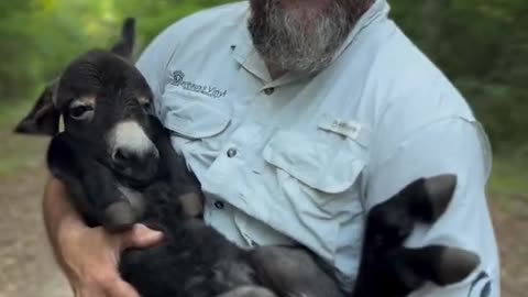 Lovely Donkey cub