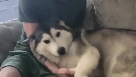 Husky love