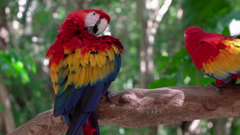 Macaws