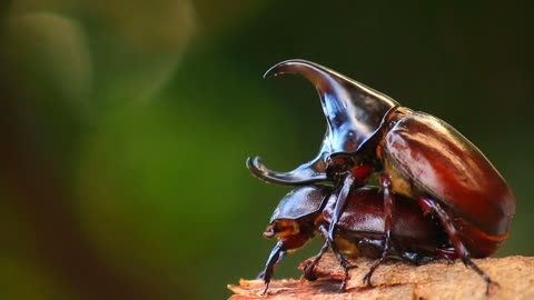 Couple of Rhinoceros beetles are mating in nature