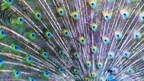 The peacock flips its tail so beautiful