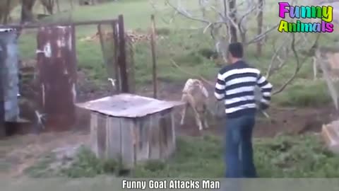 Angry goats