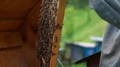 Beekeeper getting out honey comb with a bees