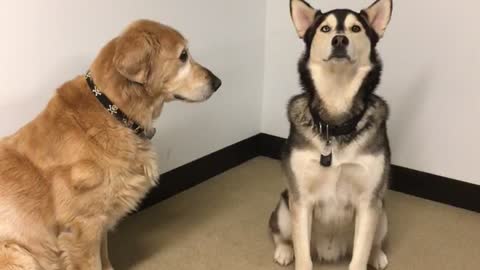 Brown dog and german shepherd play with each other on tile floor