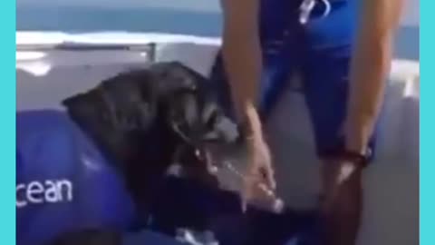 Dog helps collect trash from the oceans