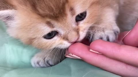 kitten cute