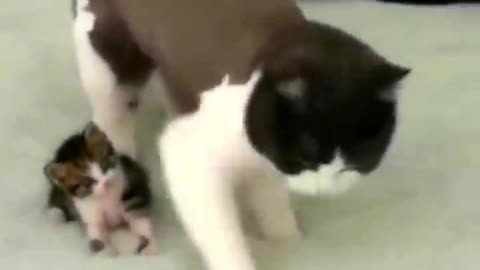 Funny Animal Videos 2024 Best Dogs And Cats Videos 😺😍short,viral,tiktok