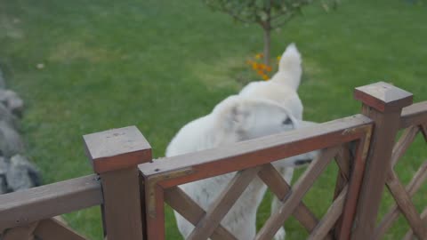 Happy big cute friendly pet dog wagging his tail