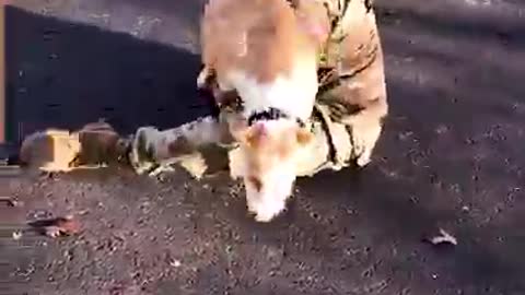 Dog Reunites With Owner Returning Home From Military training.