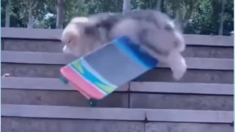 funny cat skating #short 🤣🤣🤣