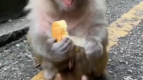 🐒 Cute Baby🙉 Monkey🐵