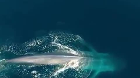 Blue Whale