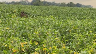 Bounding Through a Bean Field Playing Fetch