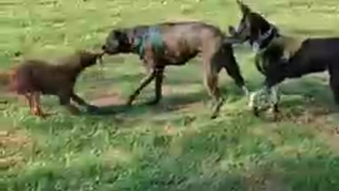 Dog training video