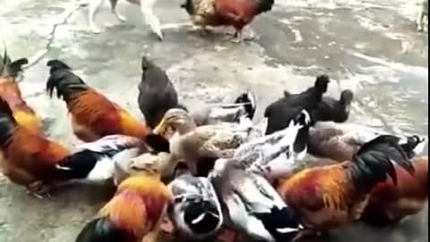 Funny video fight cock & dog