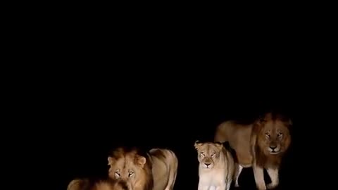 Under the moon's watchful glow, the Ntsevu Male lions attempt to cross the