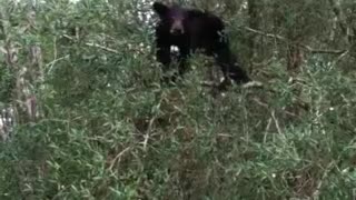 WOW! This Cute Young Florida Black Bear In Tree