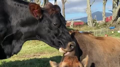 Gingerbread girl grooming her mother Brown Sugar. Gingee often bullies Brownie