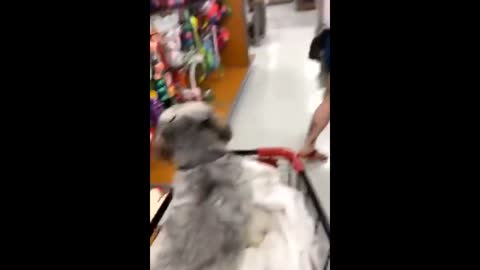 Picky dog shopping for a new bed doesn't like any of the choices at the store in DeLand, Florida