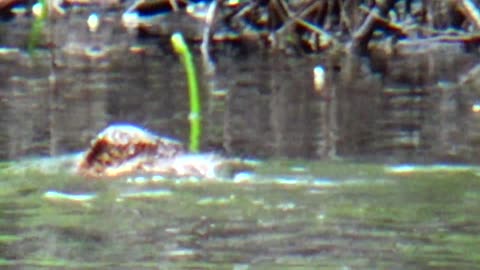 Muskrat