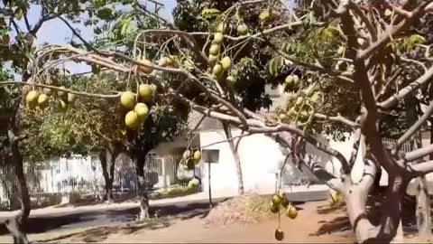 Frutas de rua.