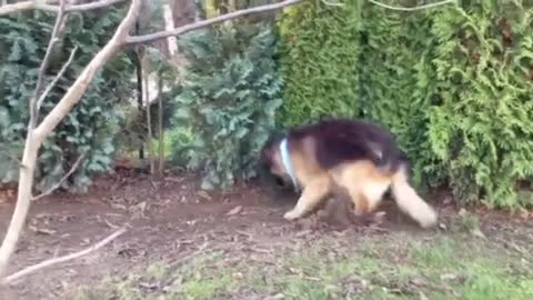 Crazy German Shepherd Dog Playing With Squeaky Toy