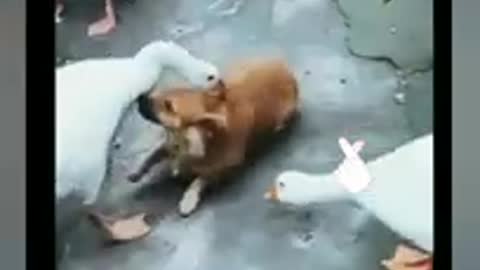 Funny goose attacks dog